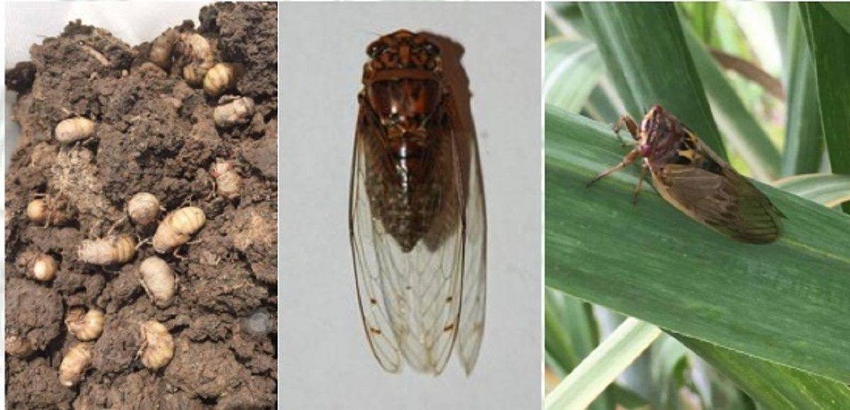 วงจรชีวิตของจั๊กจั่น