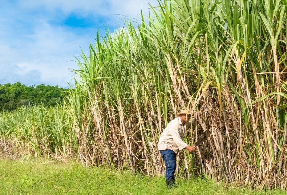 วิธีการป้องกันและกำจัดจั๊กจั่นในไร่อ้อย