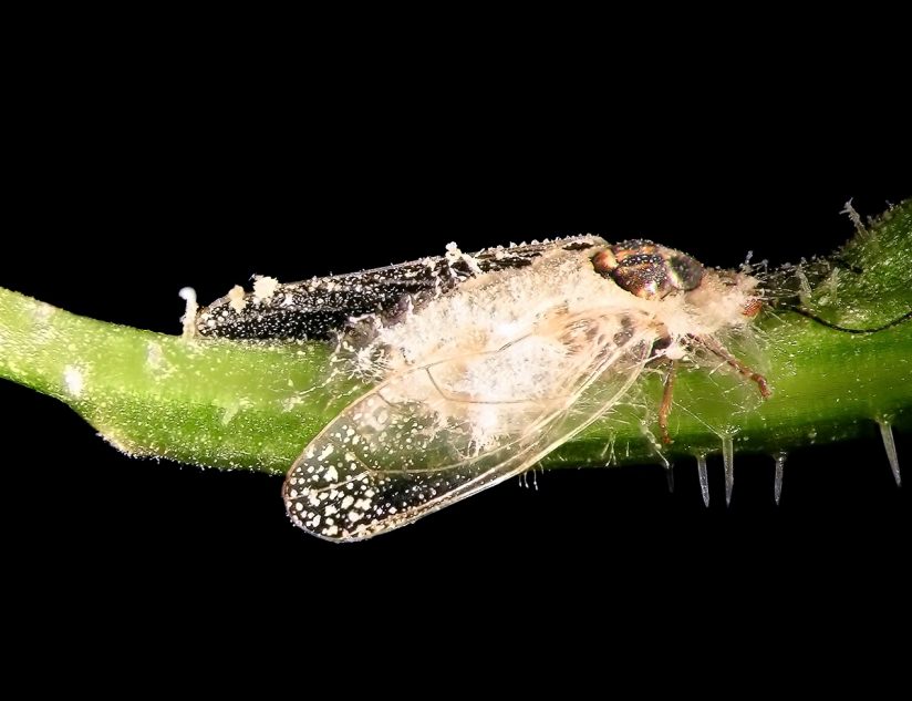 บิวเวอเรียกำจัดจั๊กจั่นไร้อ้อย