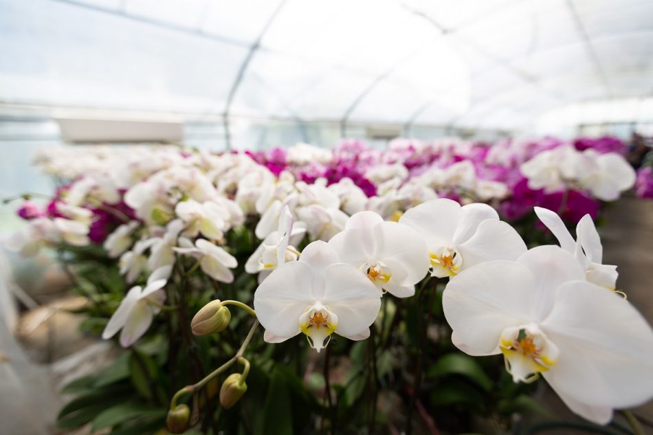 กล้วยไม้