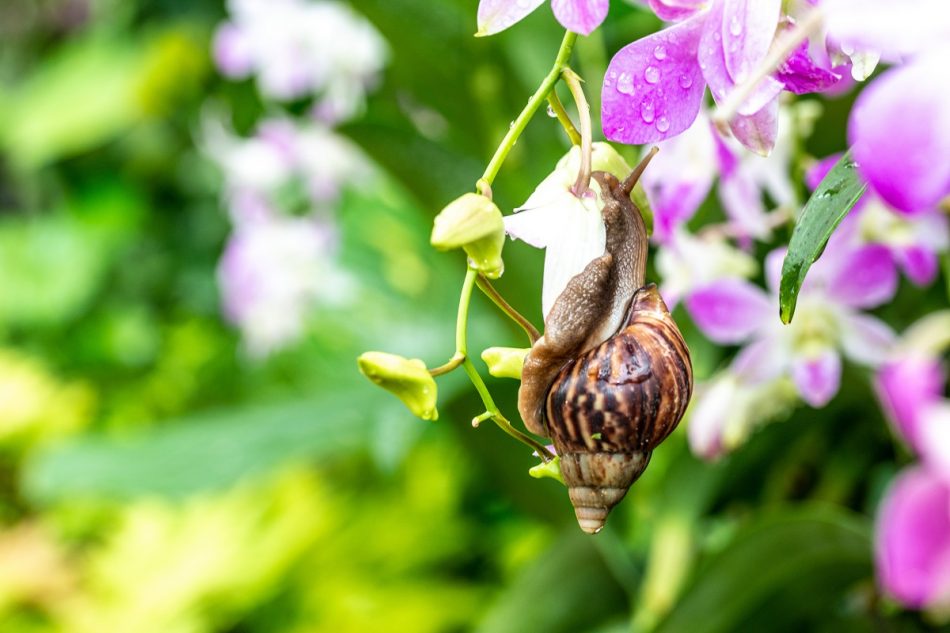 ทำลายหอยทากด้วยไส้เดือนฝอย