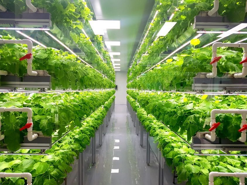 Vertical farming คือ