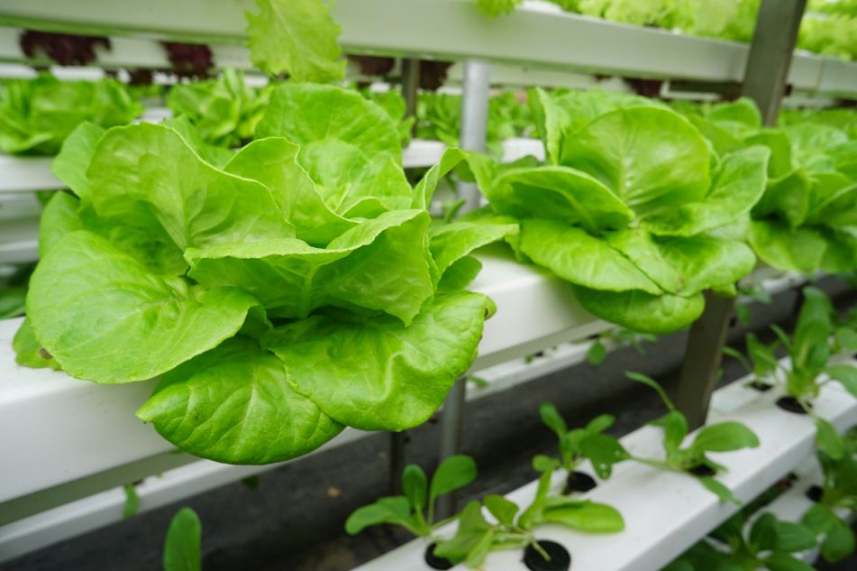 ประโยชน์ของ Vertical farming