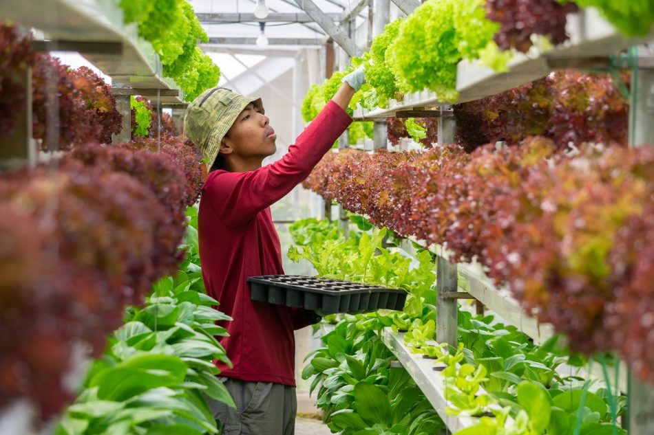 แนวโน้มการทำ Vertical farming ในไทย
